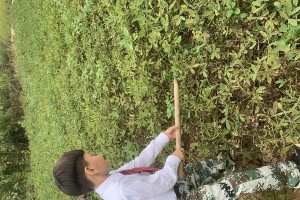 《追寻乡间假日回忆游戏攻略》（畅游乡间，寻找青春记忆）