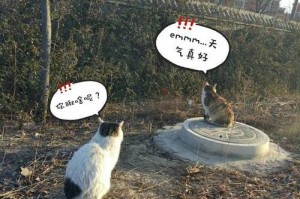《我问你瞅啥游戏攻略》（游戏攻略的重要性与选择，解锁无尽乐趣）