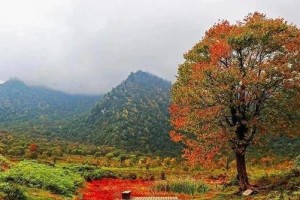 探秘野鸡山大王的攻略（揭开神秘面纱，尽享自然奇观）