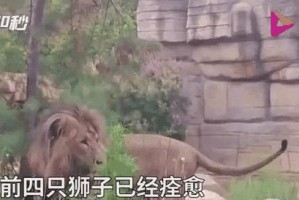 《游戏动物乐园狮子攻略》（探索乐园中狮子的秘密，带你领略狮子的豪气！）
