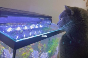 《征服战场，尽在蓝猫攻略！》（掌握IMBA蓝猫出装，制霸对局！）
