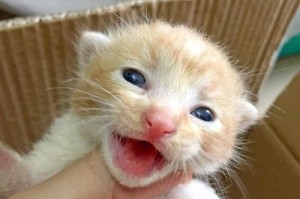 《探秘神医奶猫出装攻略》（揭秘最新版本下的神医奶猫出装心得与技巧）