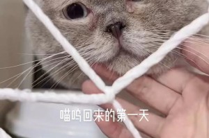 戏精猫小游戏攻略全解析（成为戏精猫王的秘诀与技巧）