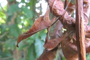 幻境龙蜘蛛出装攻略最新（团战必备装备、刷野利器，带你征战王者峡谷）